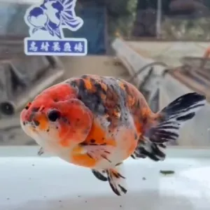 五色江戸錦