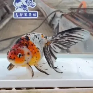 京錦