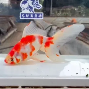 桜オーロラ