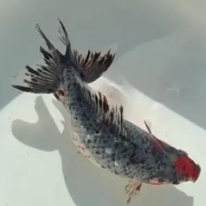 五色和金