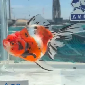 東錦