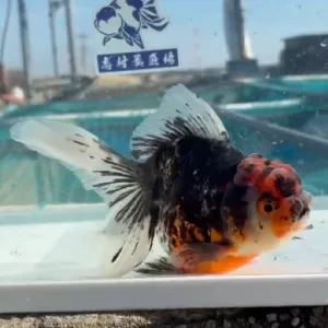 五色東錦