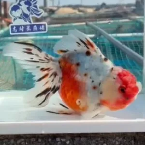 東錦