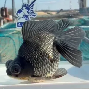 蝶尾
