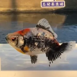 五色江戸地金