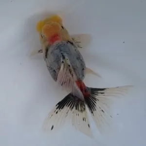 五色東錦