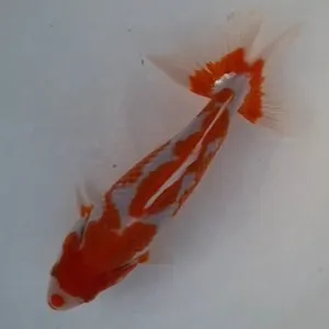 更紗和金