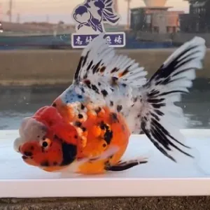 東錦