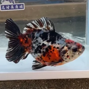 江戸地金