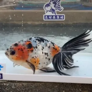 京錦