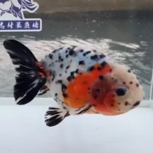 江戸錦