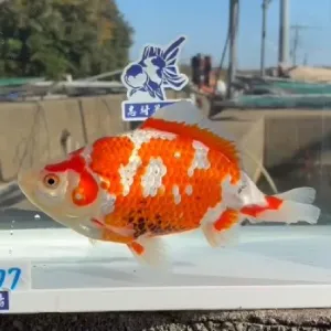 和金 上物