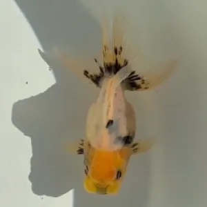 変わり東錦