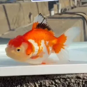 オランダ獅子頭