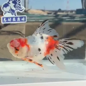 東錦