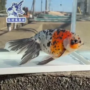 京錦