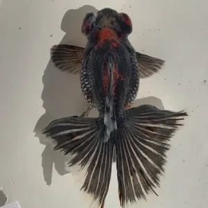 蝶尾 上物