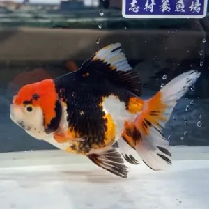 トリカラーオランダ
