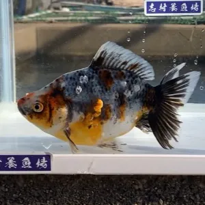 五色江戸地金