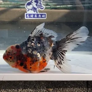 五色東錦