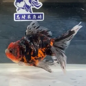 ドラゴン東錦