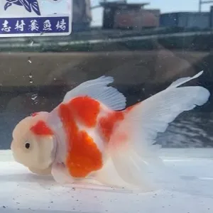 桜東錦
