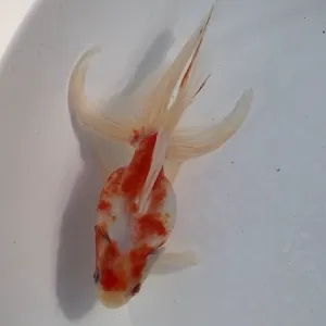 桜琉金
