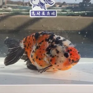 江戸錦