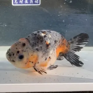 五色江戸錦