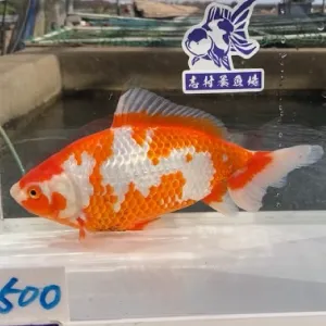 更紗和金