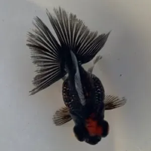 蝶尾
