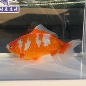 更紗和金