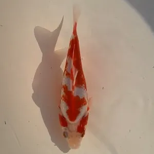 鮒尾和金