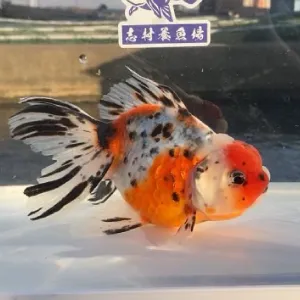 東錦