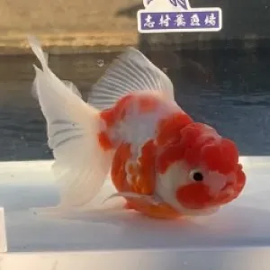 桜東錦
