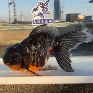 ドラゴン東錦