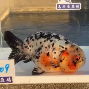 江戸錦