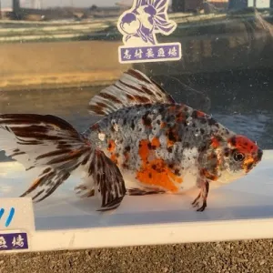 五色オーロラ