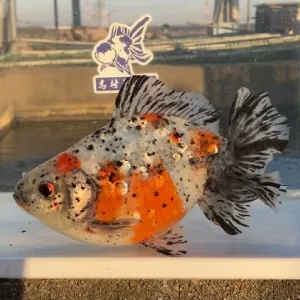 江戸地金