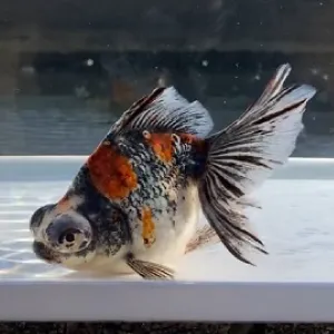 蝶尾