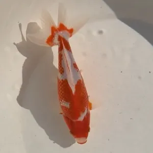 更紗和金