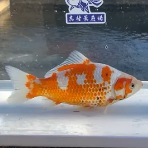 更紗和金鮒尾