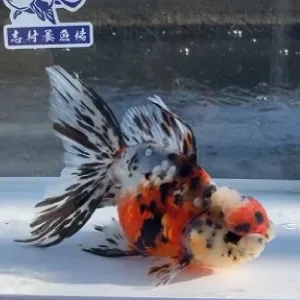 東錦