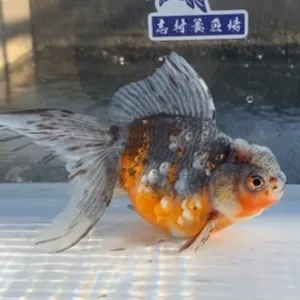 五色東錦