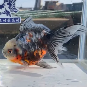 ドラゴン東錦