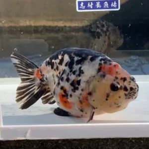江戸錦