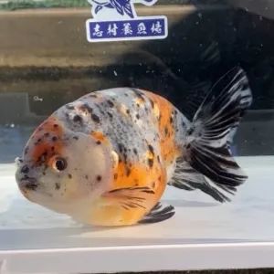 五色江戸錦