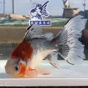 ブリストル朱文金