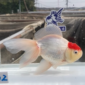 丹頂