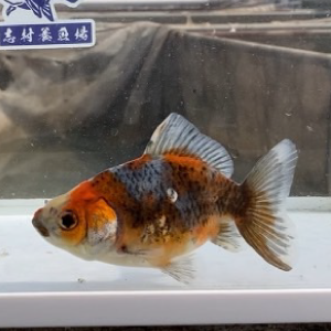 五色江戸地金